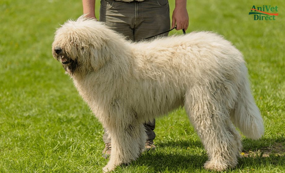 Komondor pásztorkutya