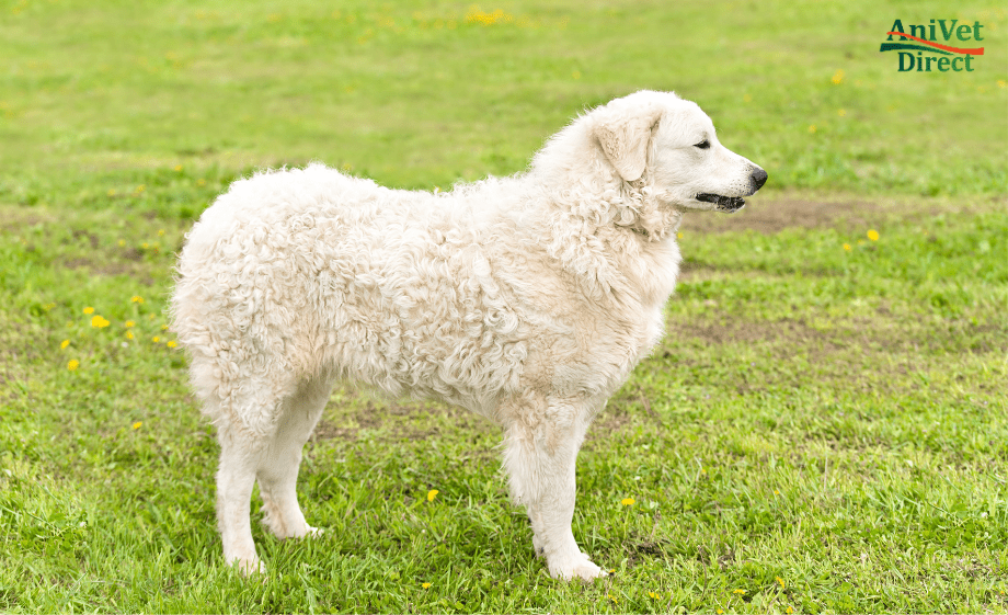 Kuvasz pásztorkutya