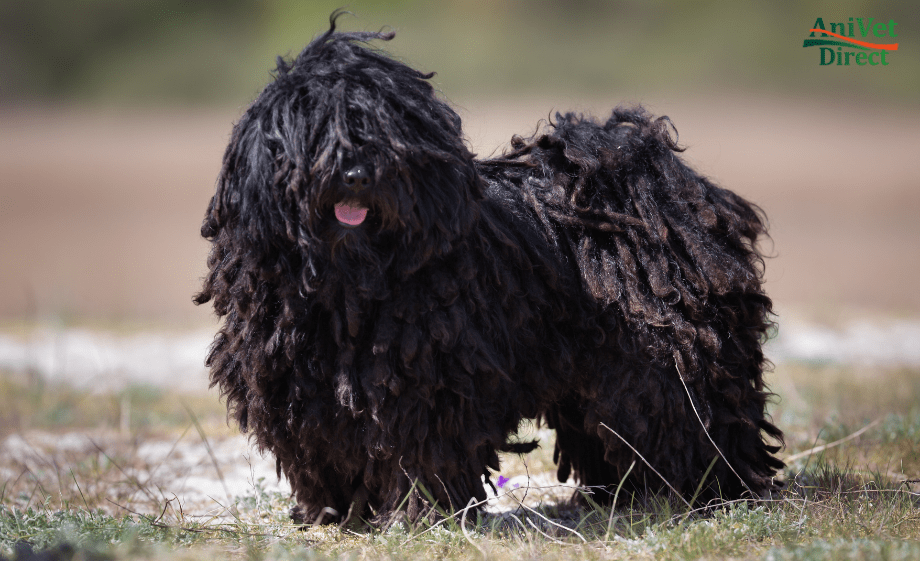 Puli pásztorkutya