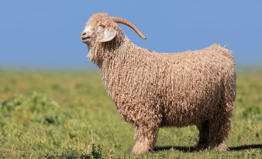 Angora kecske