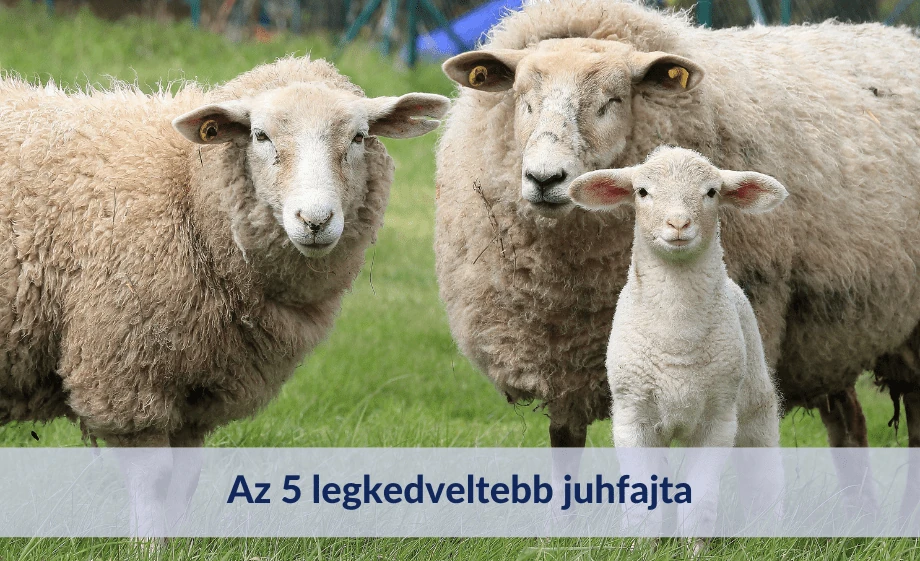 Az 5 legkedveltebb juhfajta Magyarországon