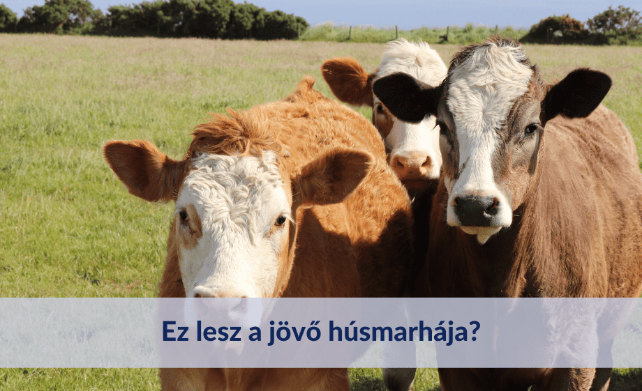 Ez lesz a jövő húsmarhája?