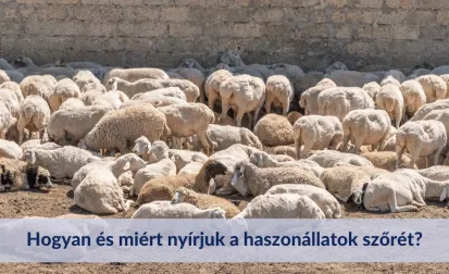 Hogyan és miért nyírjuk a haszonállatok szőrét?